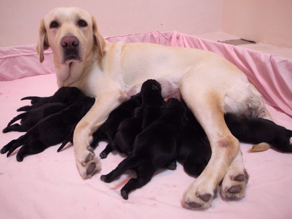 Emily第4胎產下10隻黑色拉不拉多，徵求寄養家庭